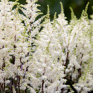 Астильба китайская Хэппи Спирит (Astilbe chinensis Happy Spirit) 2л ...