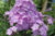 Флокс метельчатый (Phlox paniculata) Всемил, 2-3 л #2