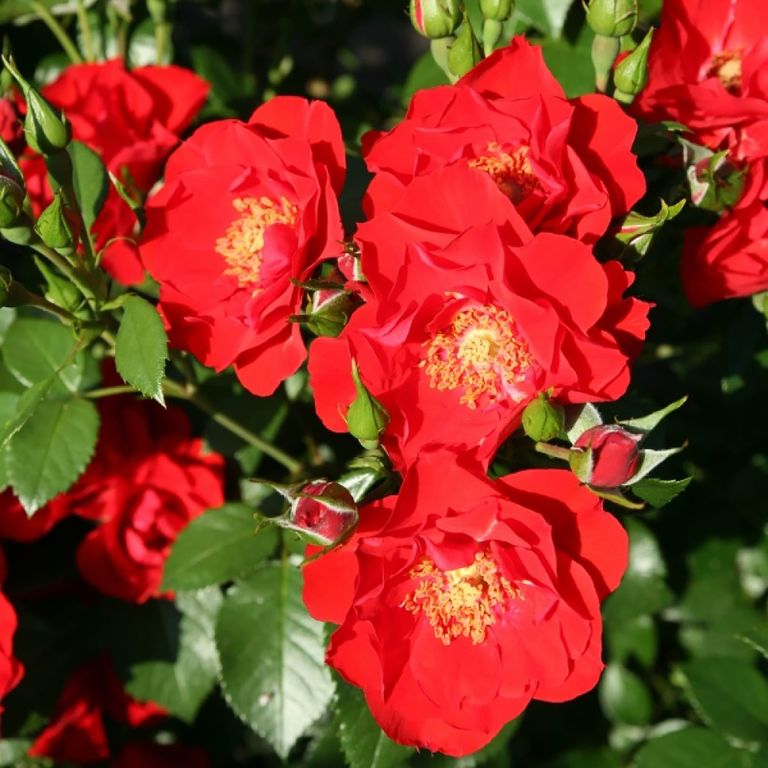 Роза флорибунда Паприка (Rosa Paprika) 10л контейнер