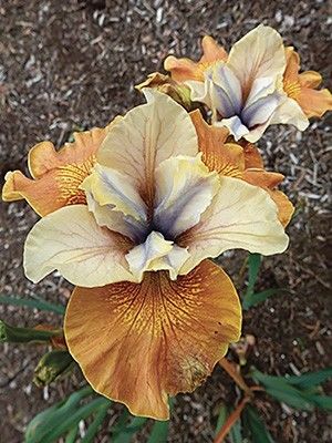 Ирис сибирский Сан Грувз (Iris Sibirica Sun Grooves) купить в спб лисий нос  Беговая Приморский район Черная речка