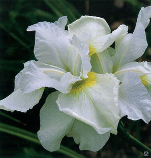 Ирис сибирский Харпсвелл Хэппинес (Iris sibirica Harpswell Happiness) С2 
