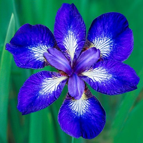 Ирис сибирский Ай си Старз (Iris sibirica I see Stars') С2-С3
