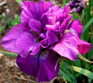 Ирис сибирский Тумбл Баг (Iris sibirica Tumble Bug) С2 