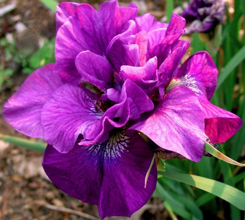 Ирис сибирский Тумбл Баг (Iris sibirica Tumble Bug) С2