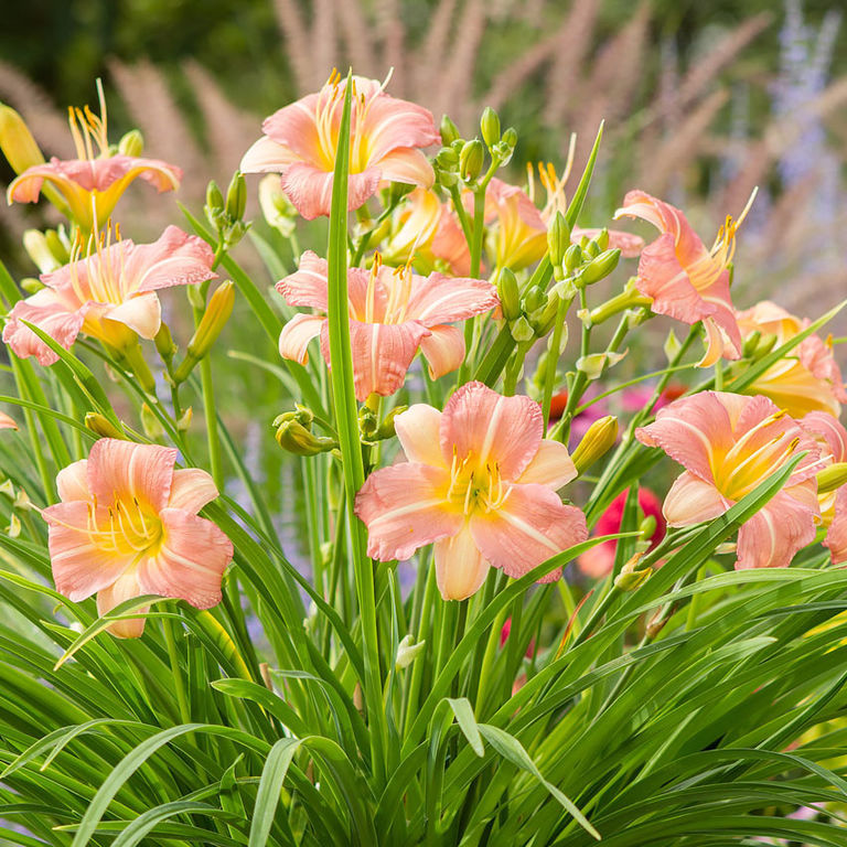 Pink daylily discount