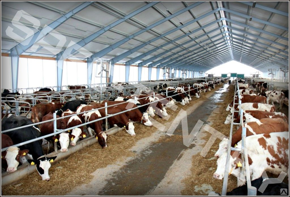 кормовая база коров. крс 200. базу сельхозпредприятий. крс 200 кг. ферма на 200 голов крс привязного содержания.