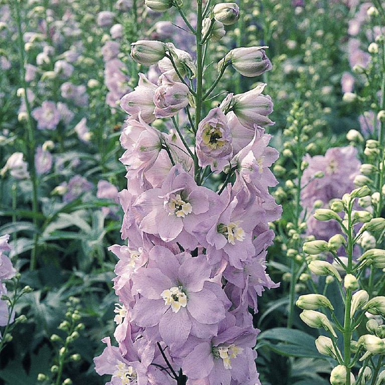 Дельфиниум Пацифик Блэк Найт (Delphinium pacific Black Knight) 2 л