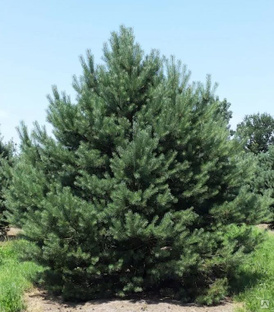 Сосна обыкновенная Норски Тип (Pinus sylvestris Norske Typ) 7.5 л 60-80 см 