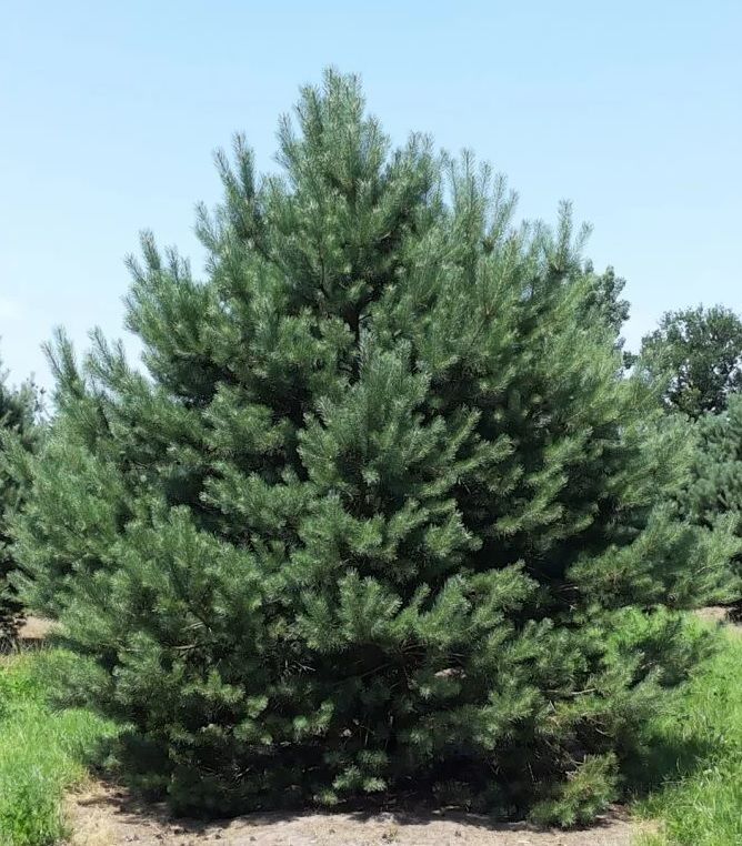 Сосна обыкновенная Норски Тип (Pinus sylvestris Norske Typ) 7.5 л 80-100 см