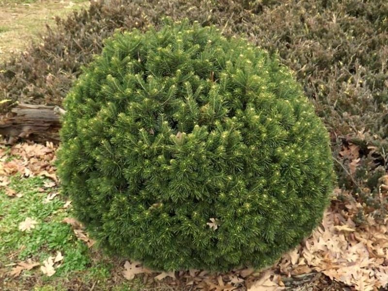 Пихта субальпийская Грин Глоб (Abies lasiocarpa Green Glob) 15л 60-80 см