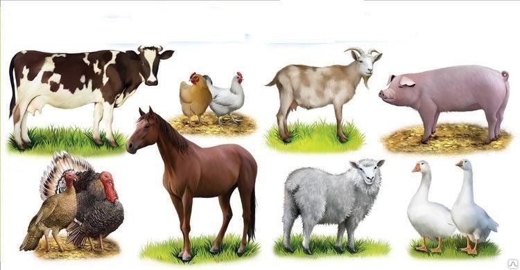 Бактерии для глубокой подстилки для коров, лошадей, свиней - Скотный двор #2