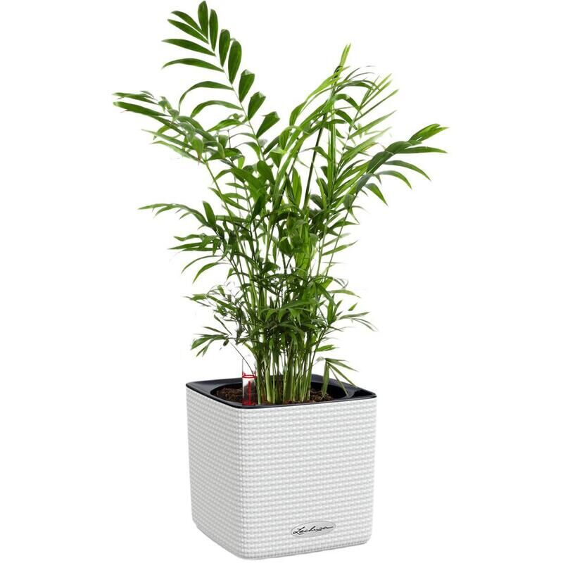 Растение Хамедорея в квадратном кашпо белого цвета (25 см) Tropic House