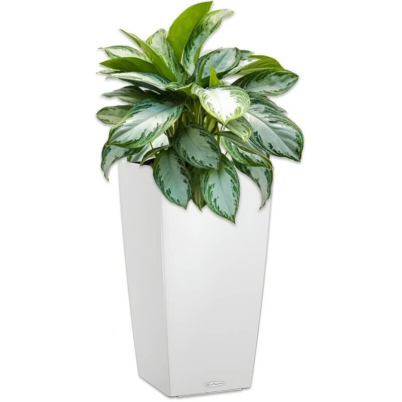 Растение Аглаонема Сильвер Бей в квадратном кашпо белого цвета с системой автополива (44 см) Green Office