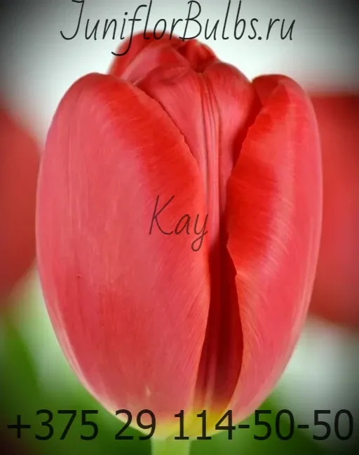 Луковицы тюльпанов сорт Kay 12\+