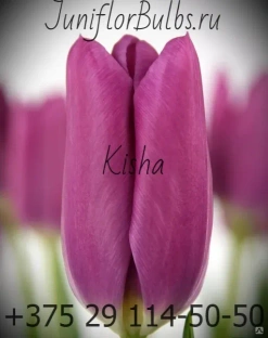 Луковицы тюльпанов сорт Kisha купить оптом #1