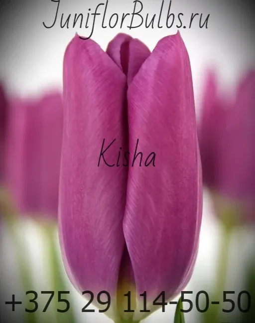 Луковицы тюльпанов сорт Kisha 12+