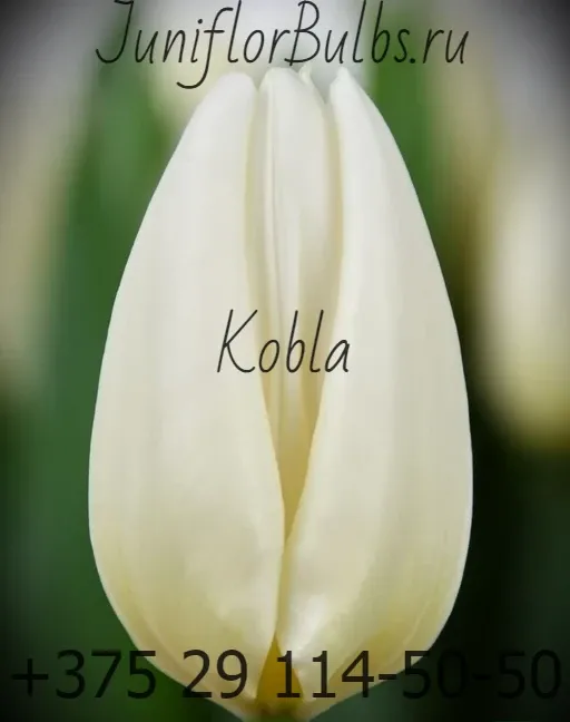 Луковицы тюльпанов сорт Kobla (Iglo) 12+