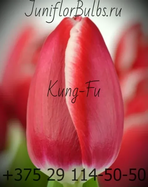 Луковицы тюльпанов сорт Kung Fu 12\+