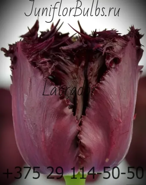Луковицы тюльпанов сорт Labrador 12\+