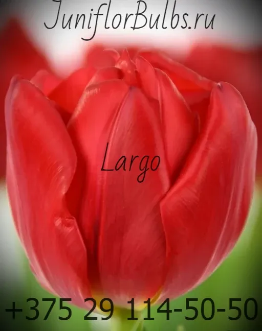 Луковицы тюльпанов сорт Largo 12\+