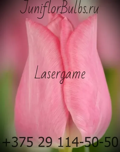 Луковицы тюльпанов сорт Lasergame 12\+