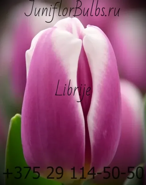 Луковицы тюльпанов сорт Librije 12\+