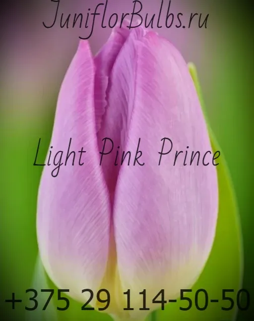 Луковицы тюльпанов сорт Light Pink Prince 12\+