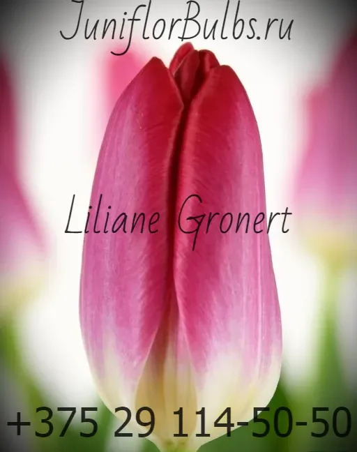 Луковицы тюльпанов сорт Liliane Gronert 12+