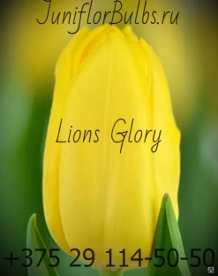 Луковицы тюльпанов сорт Lion's Glory #1