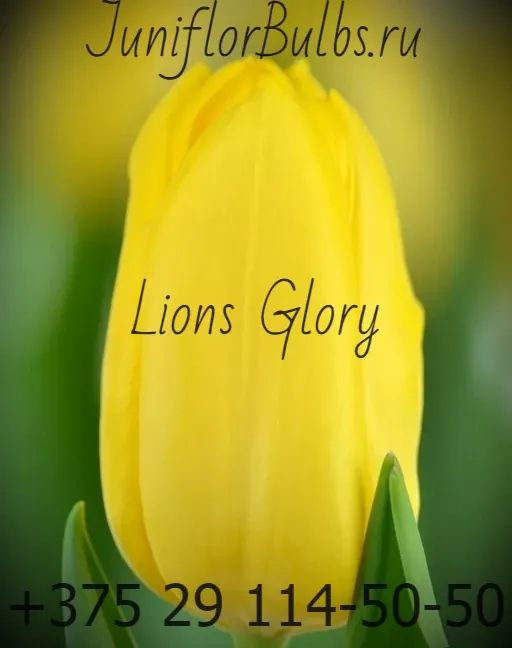 Луковицы тюльпанов сорт Lion's Glory 12+