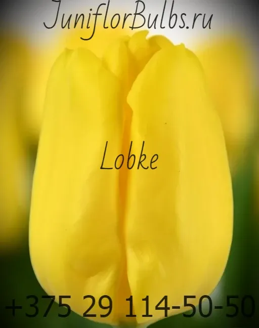 Луковицы тюльпанов сорт Lobke 12\+