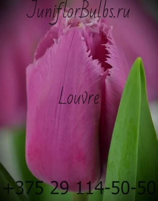 Луковицы тюльпанов сорт Louvre 14 +