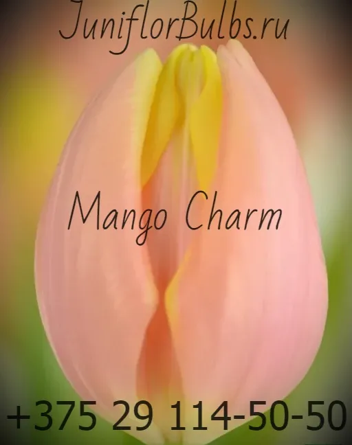 Луковицы тюльпанов сорт Mango Charm 11\12