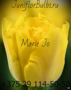 Луковицы тюльпанов сорт Marie Jo купить оптом #1