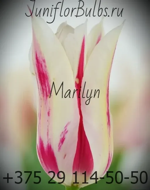Луковицы тюльпанов сорт Marilyn 11\12