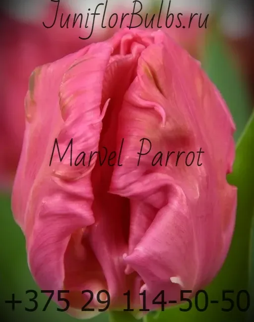Луковицы тюльпанов сорт Marvel Parrot 12\+