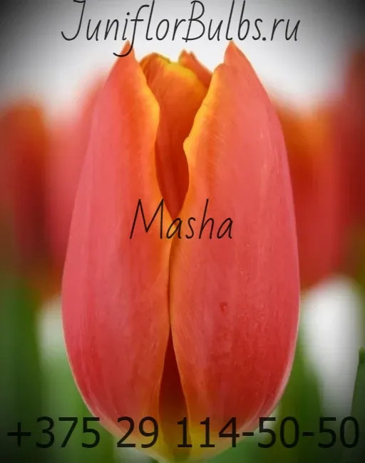 Луковицы тюльпанов сорт Masha 12+