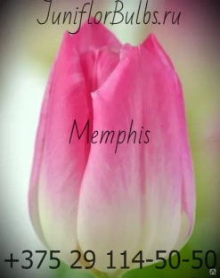 Луковицы тюльпанов сорт Memphis 11-12 #1