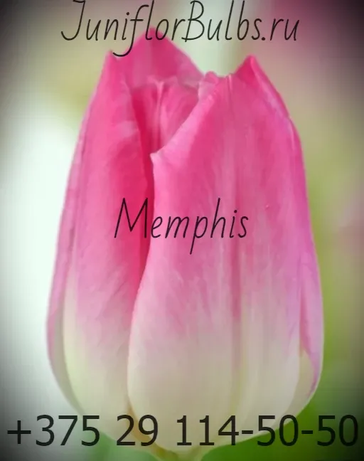 Луковицы тюльпанов сорт Memphis 12\+