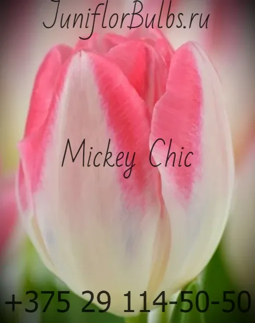Луковицы тюльпанов сорт Mickey Chic 12\+