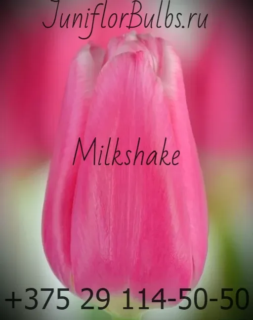 Луковицы тюльпанов сорт Milkshake 12\+