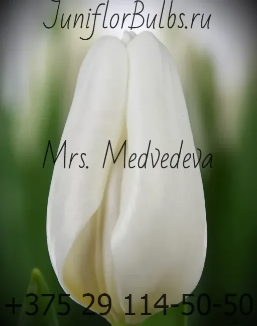 Луковицы тюльпанов сорт Mrs Medvedeva 11\12