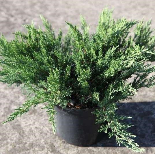 Можжевельник казацкий Тамарисцифолия Juniperus sabina Tamariscifolia 3л