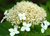 Гортензия древовидная Вайт Дом / Дардом (Hydrangea arborescens White Dome / Dardom) 25л контейнер #1