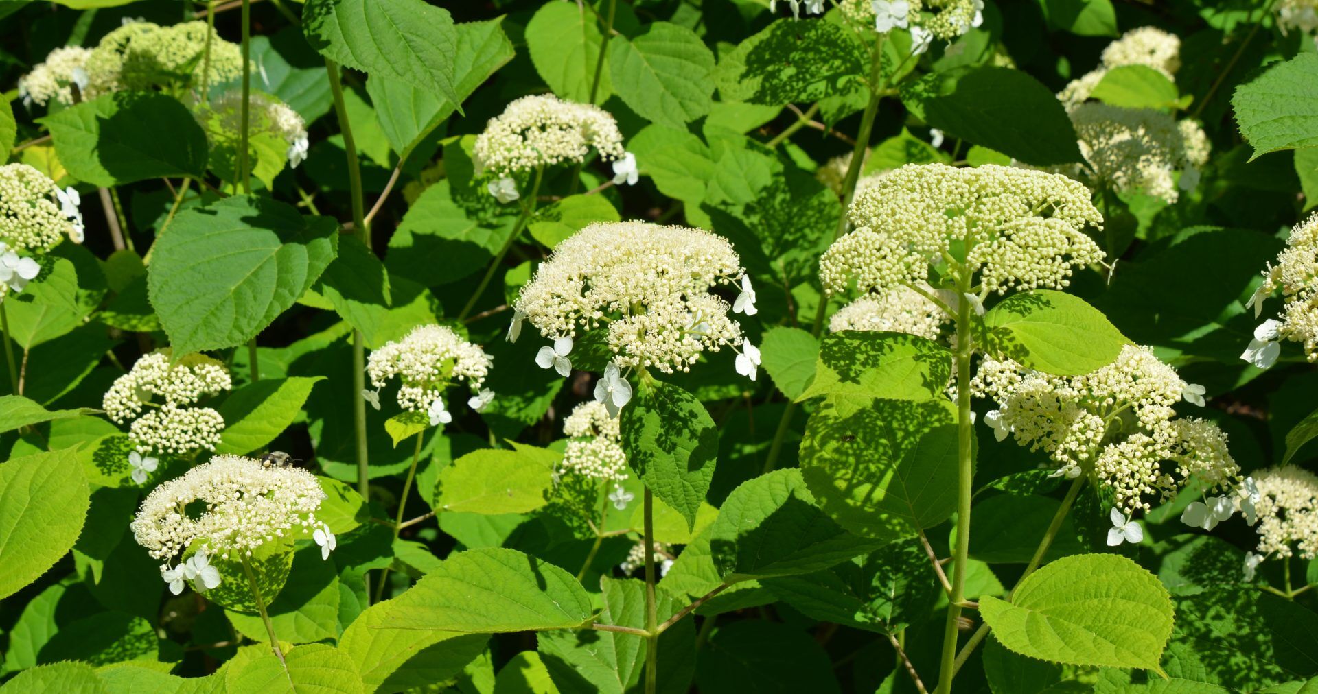 Гортензия древовидная Вайт Дом / Дардом (Hydrangea arborescens White Dome /  Dardom) 3л одна из самых ландшафтных!