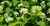 Гортензия древовидная Вайт Дом / Дардом (Hydrangea arborescens White Dome / Dardom) 25л контейнер #2
