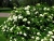 Гортензия древовидная Вайт Дом / Дардом (Hydrangea arborescens White Dome / Dardom) 25л контейнер #3