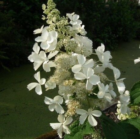 Гортензии метельчатая Вайт Леди свежая посадка (Hydrangea paniculata White Lady) 5-7 л контейнеры