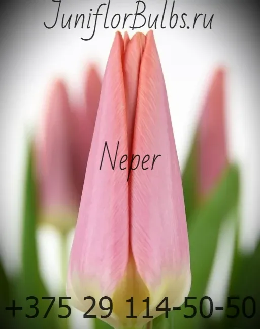 Луковицы тюльпанов сорт Neper 12+