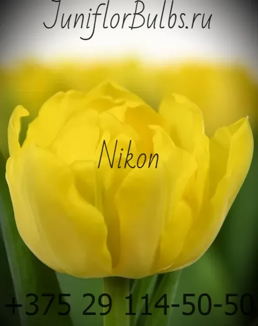 Луковицы тюльпанов сорт Nikon 11-12